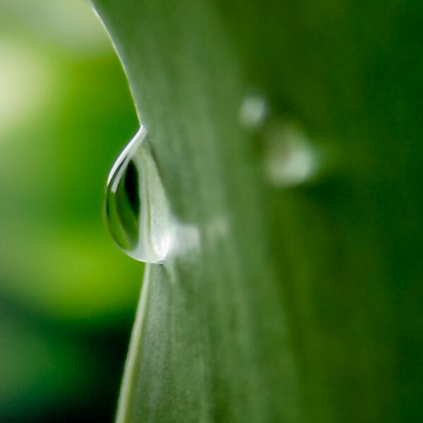 LAST DROP