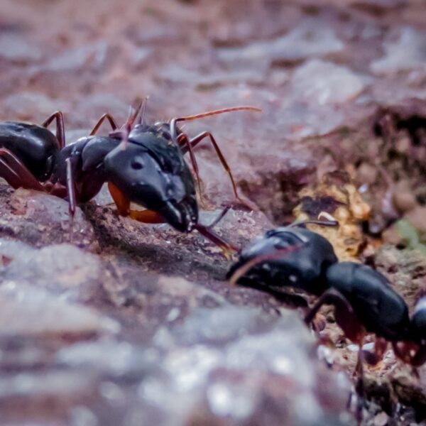 insect