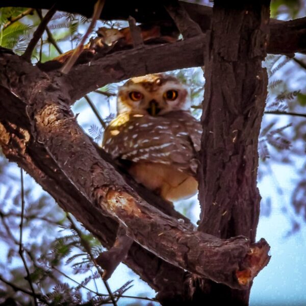 owl