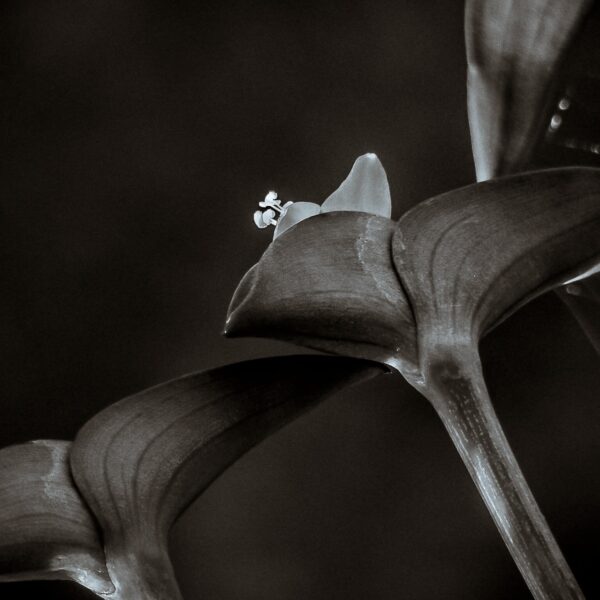 black and white